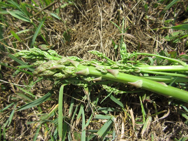 Local Wild Plant Profile: Asparagus