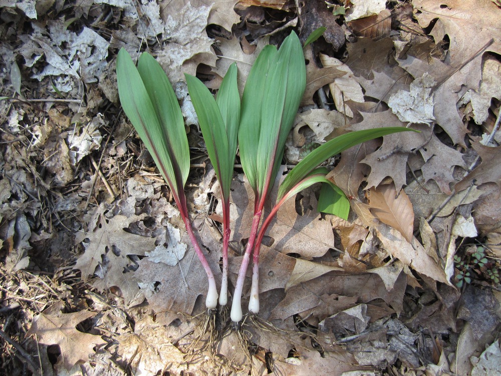 Ramps harvested