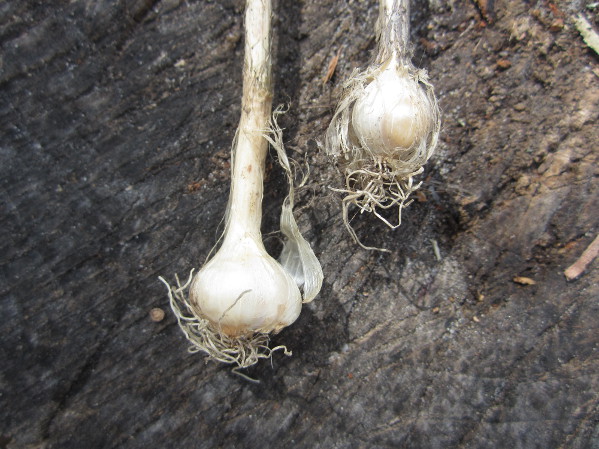 Local Wild Plant Profile: Wild Garlic