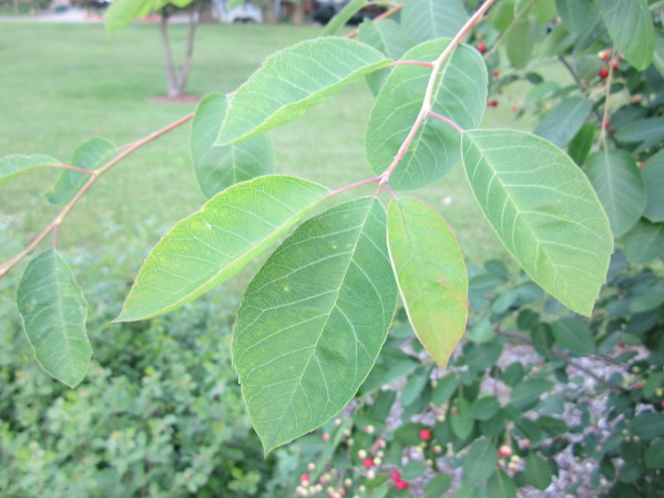 Juneberry leaves