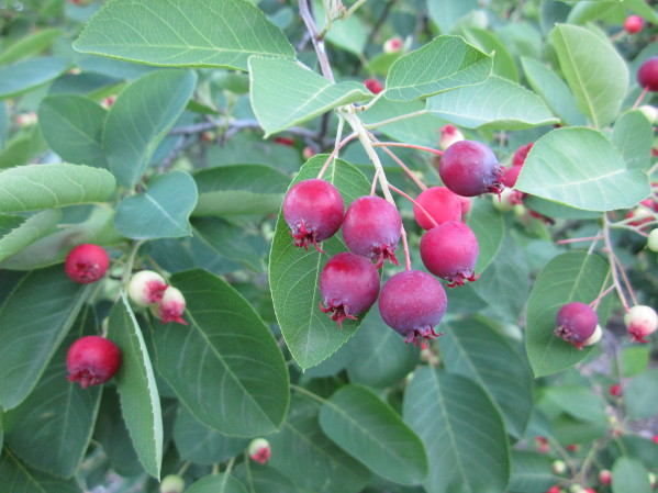 Local Wild Plant Profile: Juneberry
