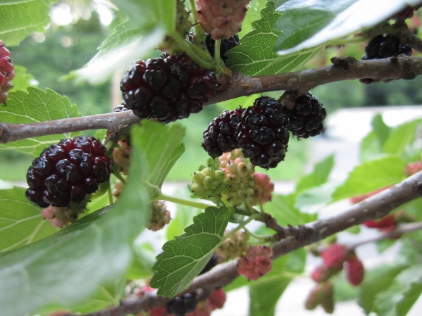 Local Wild Plant Profile: Red Mulberry