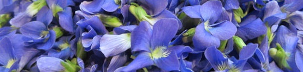Local Wild Plant Profile: Blue Violet