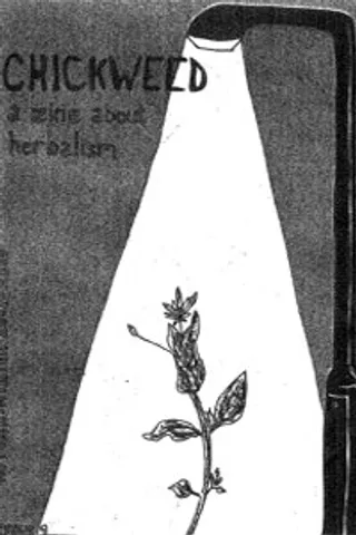 Chickweed
