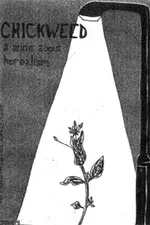 Chickweed