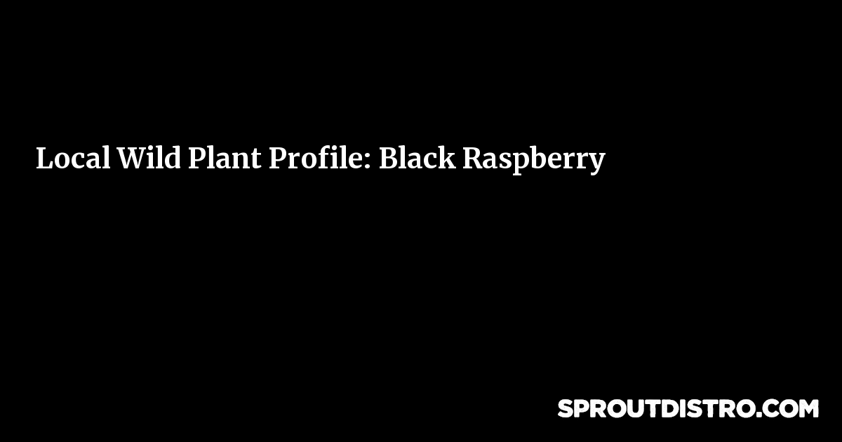 Local Wild Plant Profile: Black Raspberry | Sprout Distro