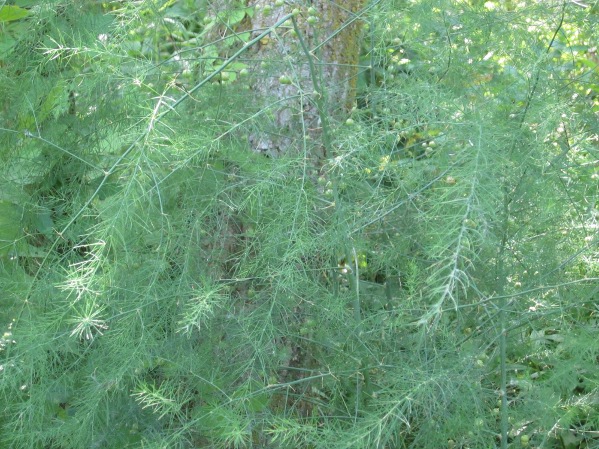 Wild Asparagus Foliage