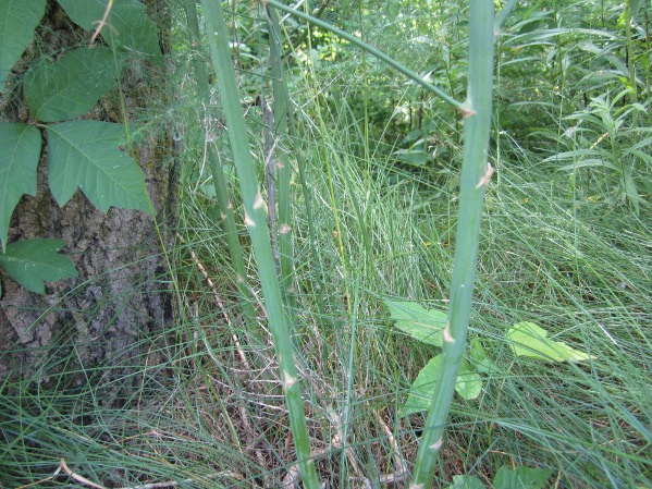 Wild Asparagus Shoots