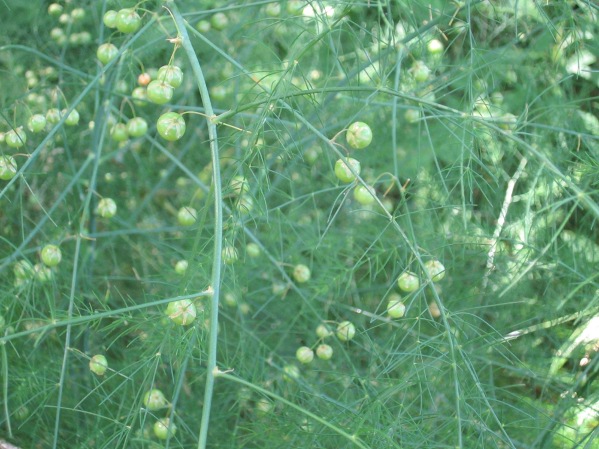 Wild Asparagus with berries