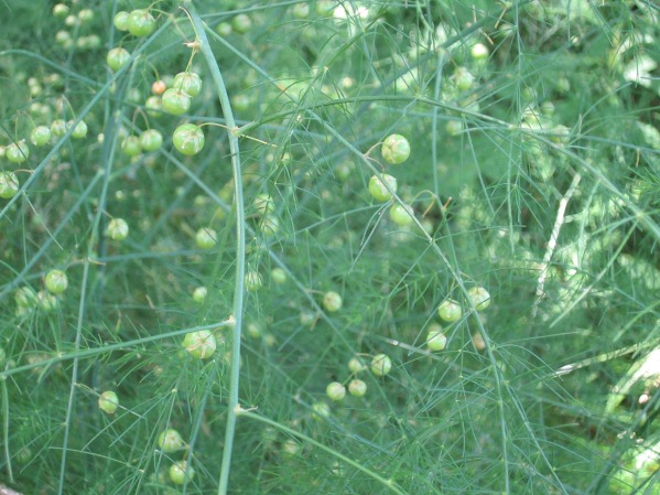 Wild Asparagus with berries