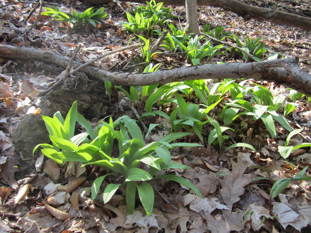 A patch of ramps