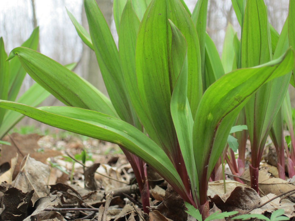 ramps stalk and stem