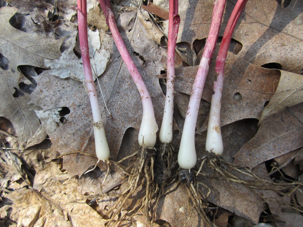 Local Wild Plant Profile: Ramps