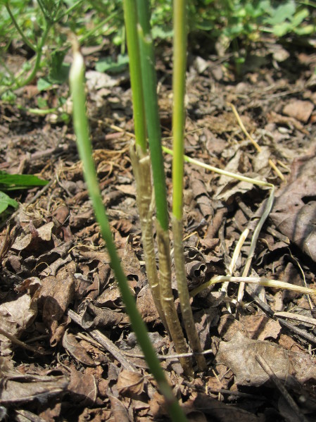 Wild Garlic Leaves