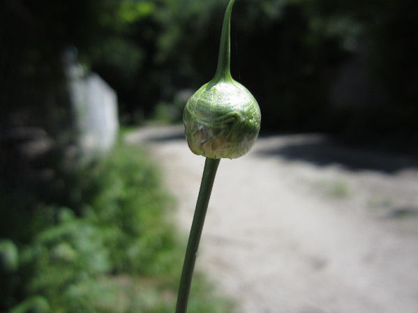 Photo of Wild Garlic Flower