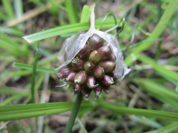 garlic-03