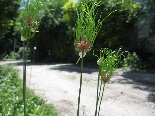 Photo of Wild Garlic Flowers