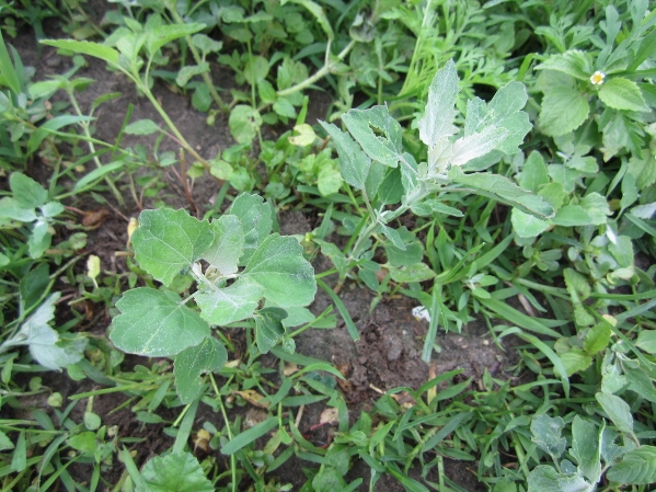 Lamb's Quarters