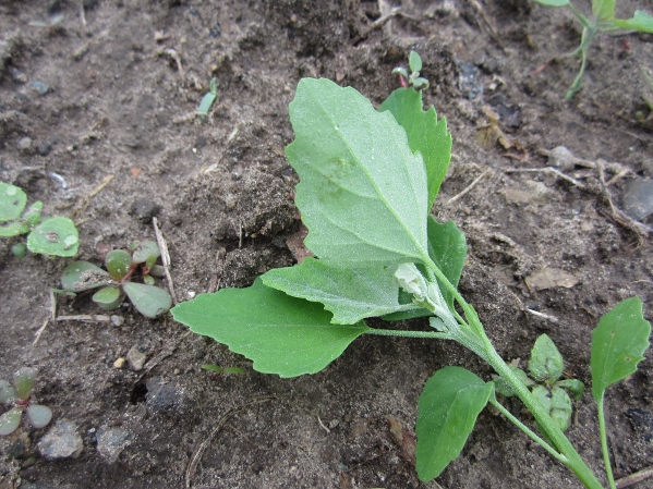 Lamb's Quarters Leaves