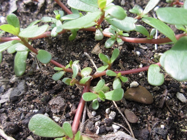 Purslane