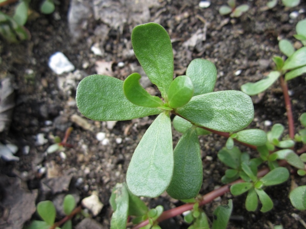 Local Wild Plant Profile: Purslane