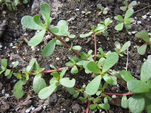 Purslane Leaves and Stems