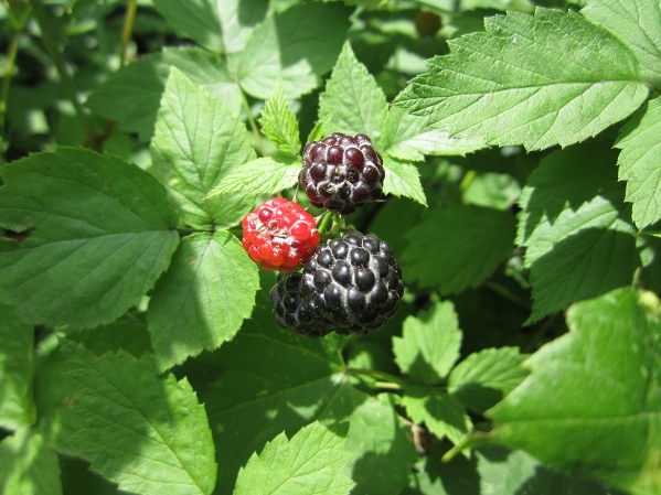 wild raspberry plant