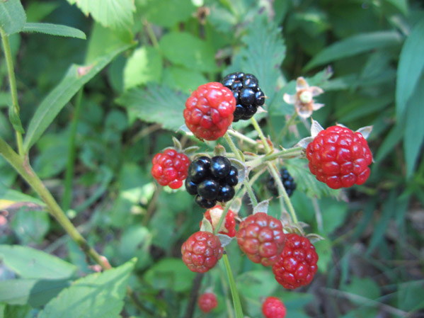 Blackberries