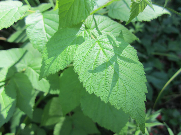 Blackberry leaves