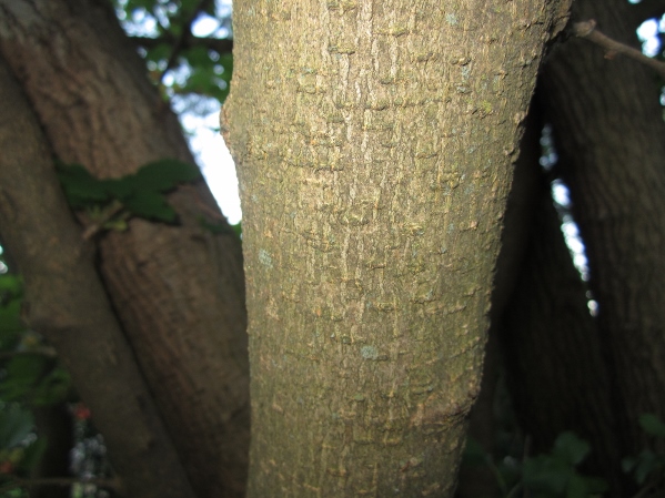 Red Mulberry Bark