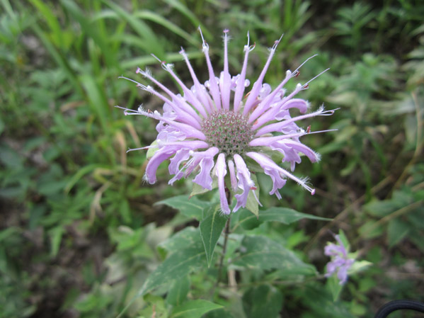 Local Wild Plant Profile: Wild Bergamot