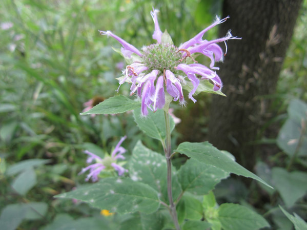 Wild Bergamot Flower, Stems, and Leaves