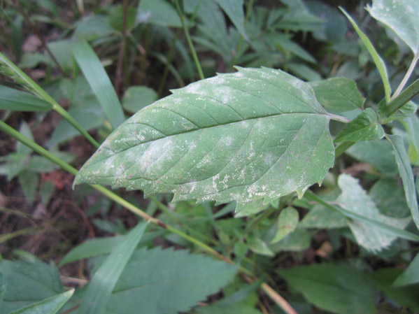 Close-up of Wild Bergamot Leaf