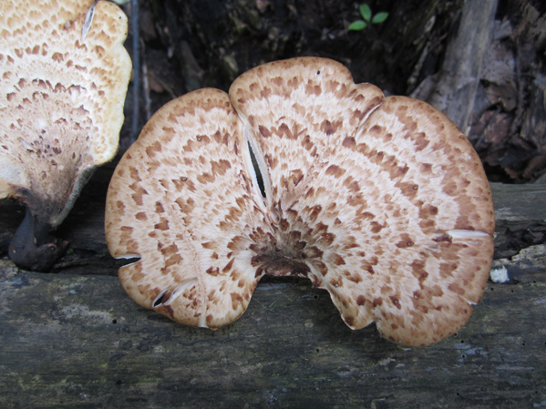 Local Wild Plant Profile: Dryad&#8217;s Saddle