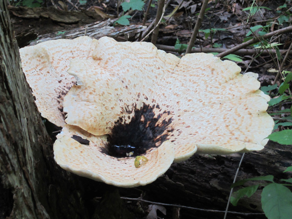 An Old Dryad's Saddle