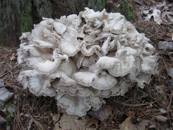 Local Wild Plant Profile: Hen of the Woods