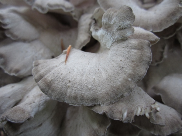 Hen of the Woods Caps