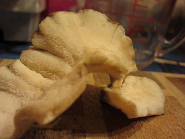 The Underside of a Hen of the Woods Mushroom