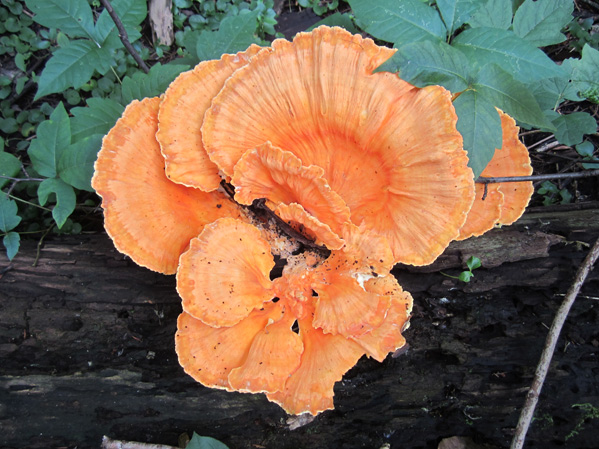 Chicken of the Woods