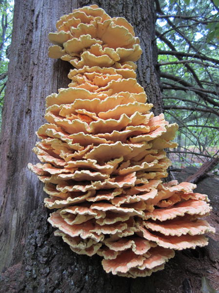 Chicken of the Woods