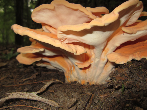 Chicken of the Woods