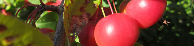 Local Wild Plant Profile: Crabapple