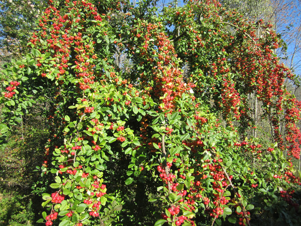 Crabapple Tree