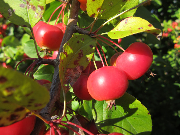 Crabapples