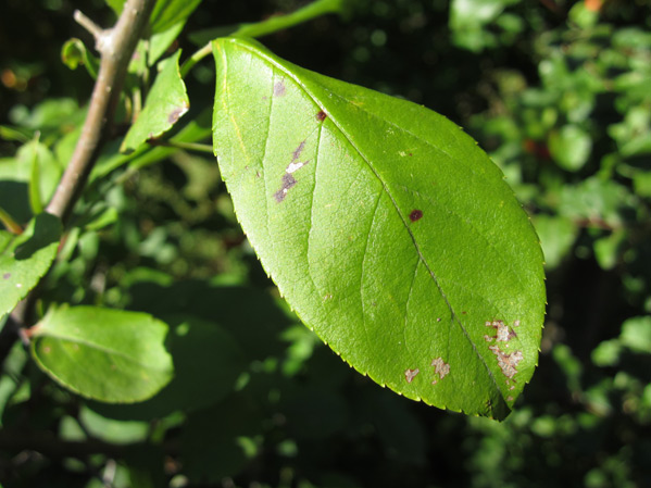 Crabapple Tree