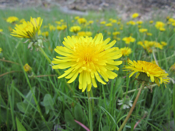 Local Wild Plant Profile: Dandelion