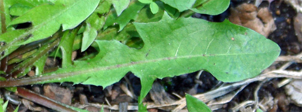 Dandelion Leaf