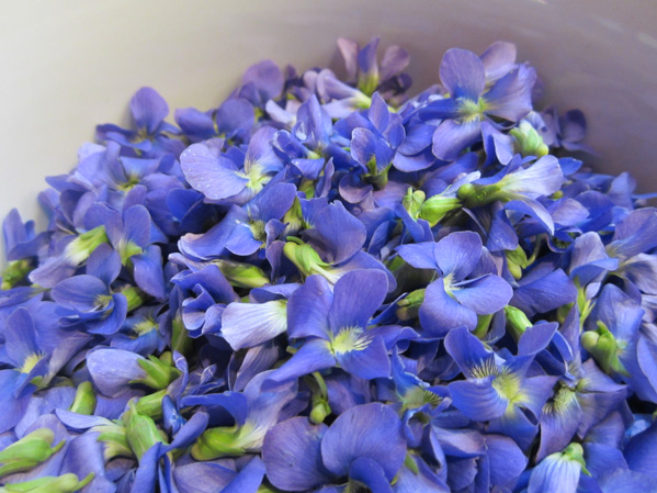 Blue Violet