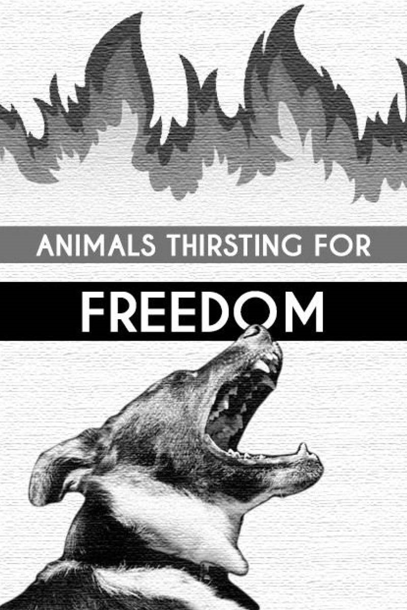 animals thirsting for freedom zine cover